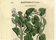 Придворный Травник 1616 г.: новые аспекты изучения